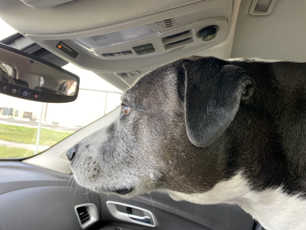Tale3Pups's tweet photo. I helped Mom get to the pharmacy and back home today. Not sure what sheโd do without me!
๐โค๏ธโs,
Bear
#thetaleofthreepups #dogsoftwitter #backseatdriver #momshelper #favoritethings #carride #outonthetown https://t.co/K0WVYptcdx