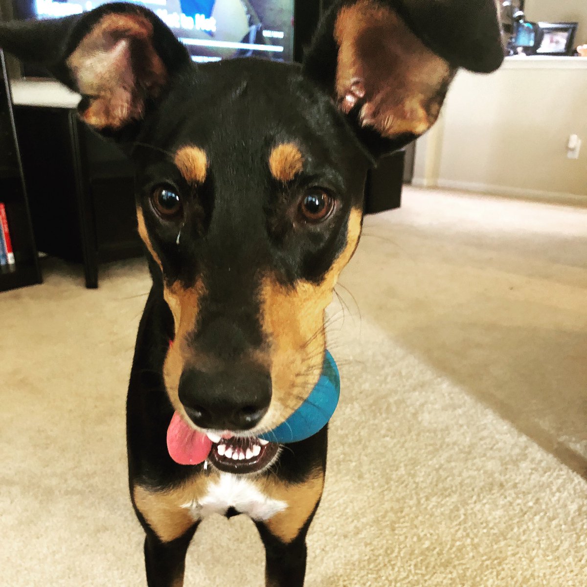 LuciaW_Nguyen's tweet photo. Dear Mom &amp; Dad,

Just in case you didn’t know, this is my throw my ball look! 

❤️ Bella
#livinwithbella https://t.co/TcttE5nMzk