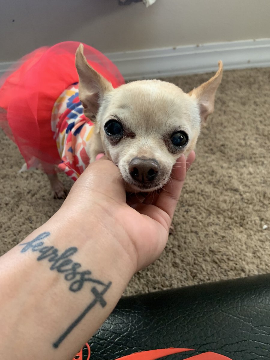 dadikmarby's tweet photo. Bella &amp; I went to the vet today &amp; they told me they had 3 different doctors check &amp; she DOESN’T have a heart murmur &amp; that her heart is perfectly healthy &amp; SHE IS THE HEALTHIEST OLD CHIHUAHUA THEY HAVE EVER SEEN🙌🏽🙌🏽🙌🏽 #mybestgirl #heathygirl https://t.co/3J9nrDvIXP