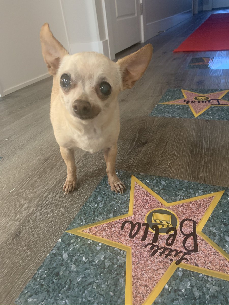 dadikmarby's tweet photo. Bella &amp; I went to the vet today &amp; they told me they had 3 different doctors check &amp; she DOESN’T have a heart murmur &amp; that her heart is perfectly healthy &amp; SHE IS THE HEALTHIEST OLD CHIHUAHUA THEY HAVE EVER SEEN🙌🏽🙌🏽🙌🏽 #mybestgirl #heathygirl https://t.co/3J9nrDvIXP