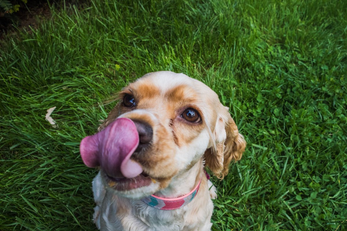 MorganBruzek's tweet photo. @omaha_scanner Mayzie says hello! 💗🐾 https://t.co/lXwOyvsrCU
