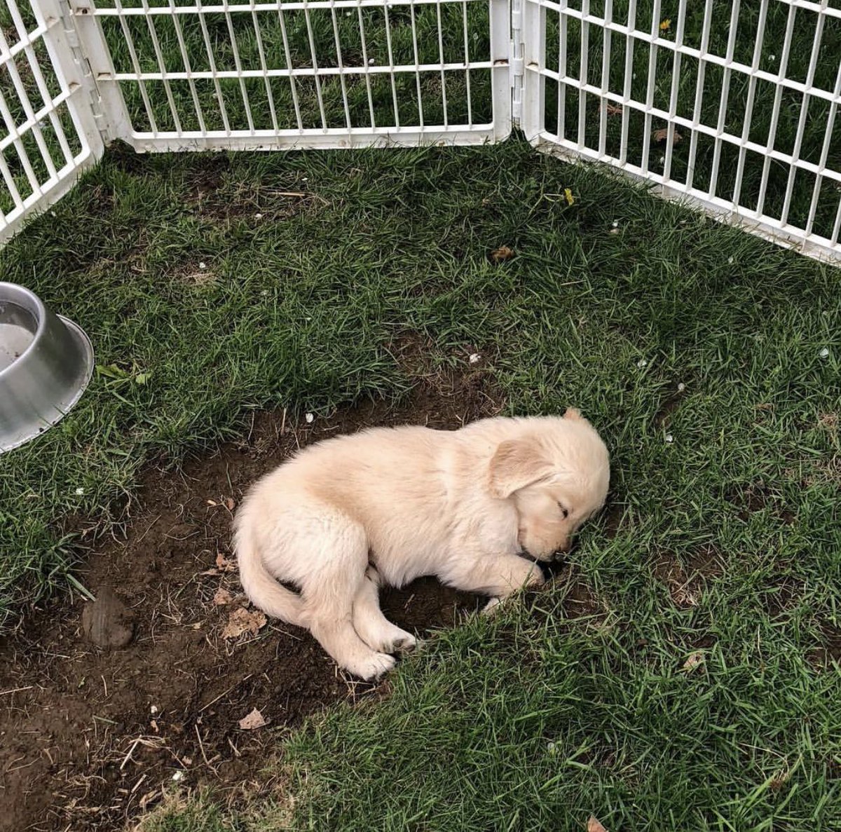 We only rate dogs. This is a meteorite that has fallen from a clearly superior part of the galaxy. Please only send dogs. Thank you... 14/10
