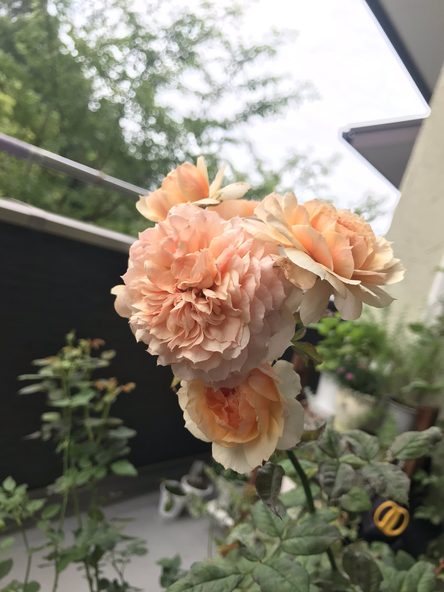 ﾕｷﾋﾄ ザ 房咲き 艸 バラ 薔薇 ベランダ 鉢植え キズナ チャリティーローズ T Co U1xxbezaoh Twitter