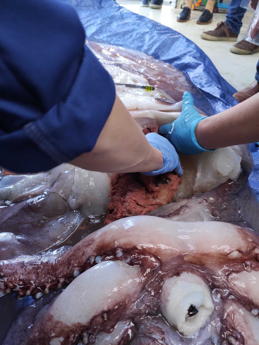 The digestive organ is being removed and the funnel is being preserved. The funnel is a multipurpose tube used in a range of bodily functions such as breathing and expelling waste and therefore acts as a diagnostic feature for scientific research.