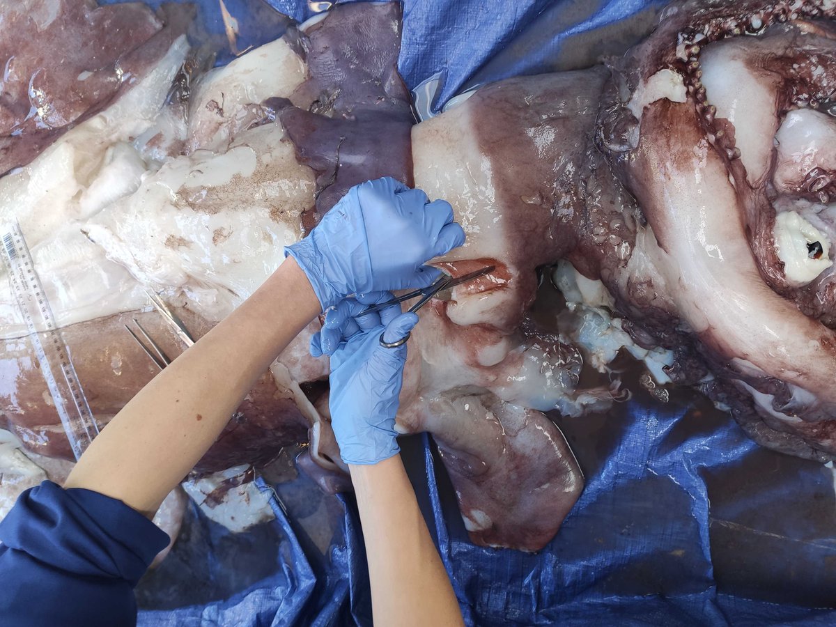 The team are starting to take samples. This tissue contains the implanted spermatangia from what appears to be a wound, deep inside the Taningia.