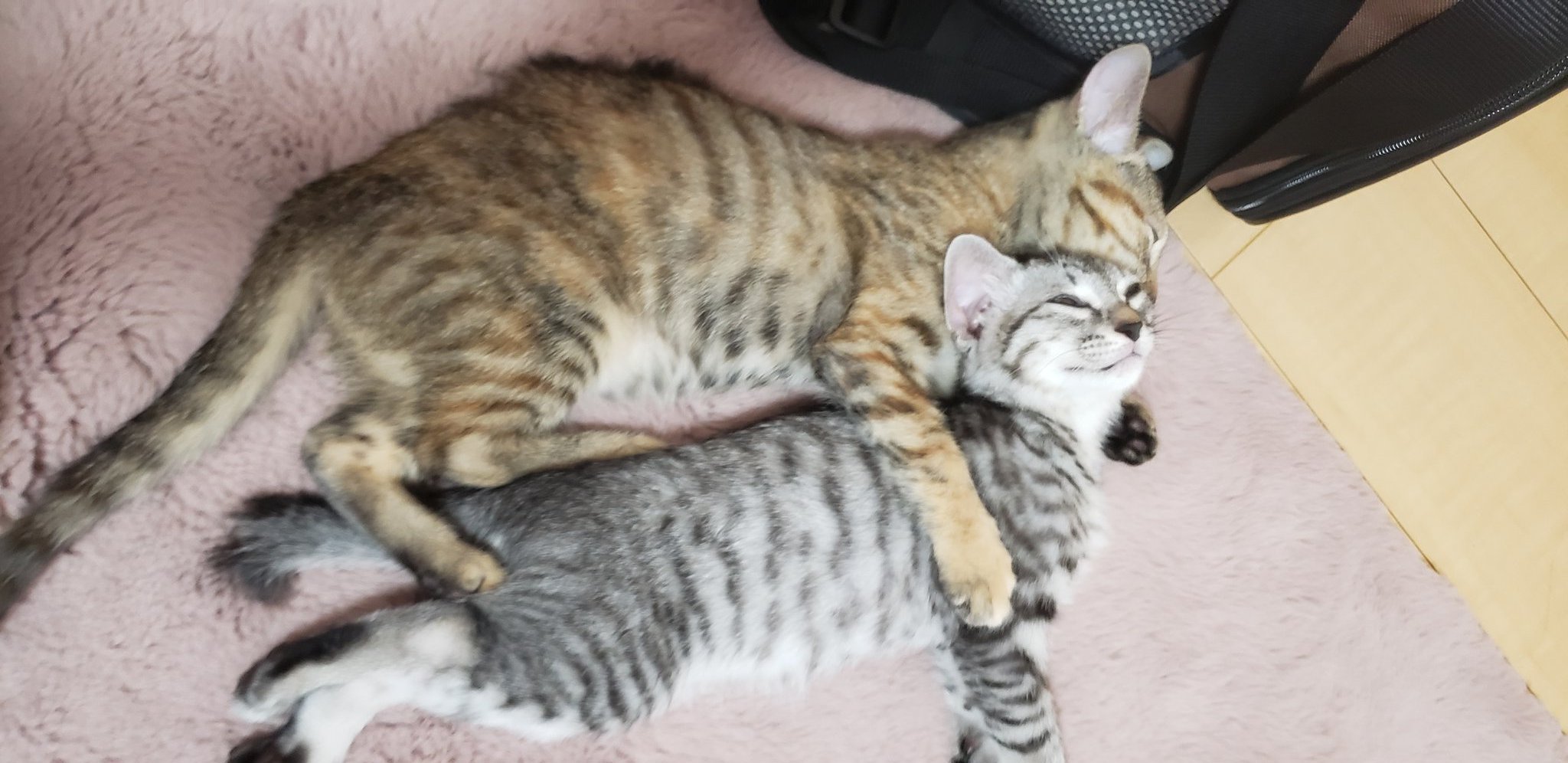 猫きゅうり Twitter Search Twitter