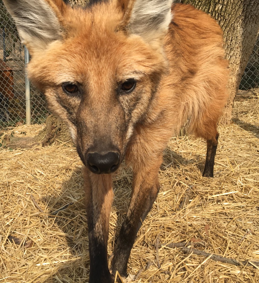 danirosenstein's tweet photo. @CertifiedLeggy The Endangered Wolf Center has virtual meet and greets with our ambassador maned wolf, Lucky! She’s a rockstar and loves showing off all her favorite treats for guests! https://t.co/eQFoinArZf