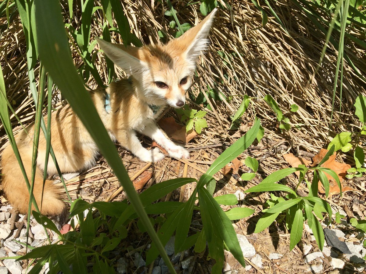 danirosenstein's tweet photo. @Fenntanyl @CertifiedLeggy The Endangered Wolf Center is doing virtual meet and greets with our ambassador fennec fox Daisy! Here she is enjoying some sunshine! https://t.co/tHQ7eX63bX