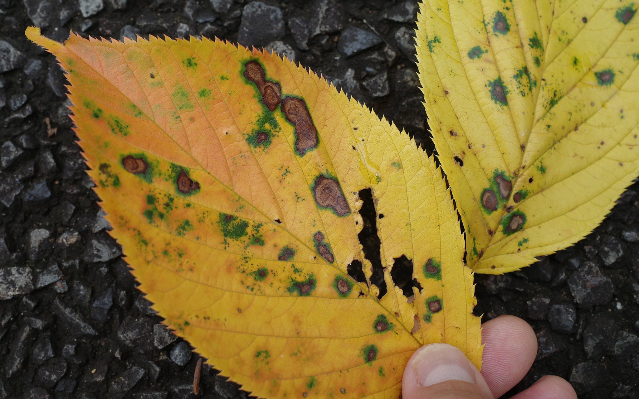 カルクウ まだ7月なのに桜の葉が黄色くなって落葉してるが随分早い気がする 豆大福みたいな黒点が目立つしなんか病なのかな