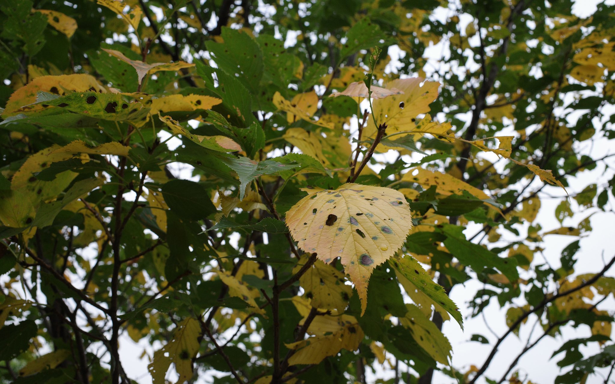 カルクウ まだ7月なのに桜の葉が黄色くなって落葉してるが随分早い気がする 豆大福みたいな黒点が目立つしなんか病なのかな T Co Vsmrq42eid Twitter