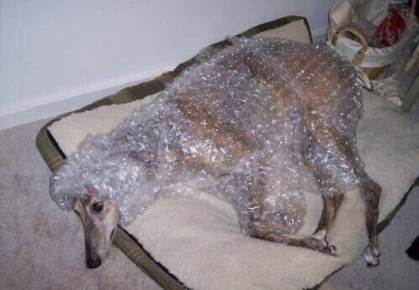 Chelsea_Fagan's tweet photo. me protecting myself from the ever-creeping sense of doom by refusing to consider anything beyond a week from now https://t.co/3U0iq30Gmq