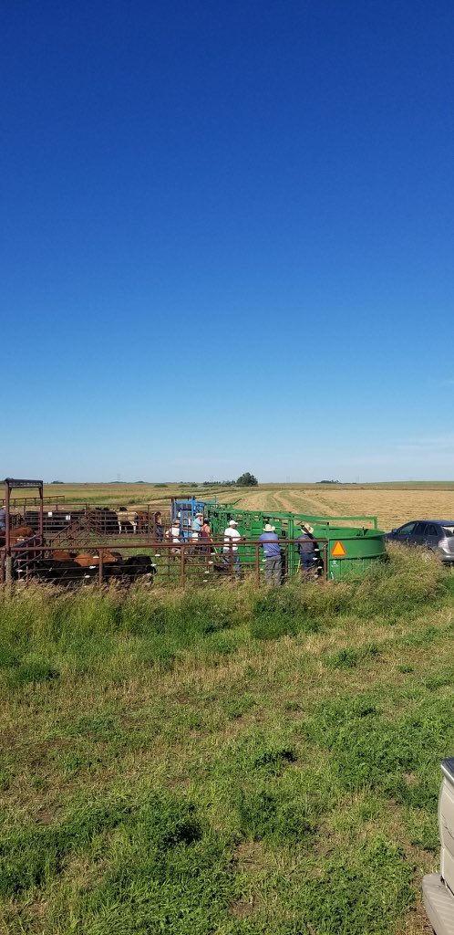 meganwasden's tweet photo. It has been a busy week for my #ForageSystems research! Thanks to Leah Pearce, Hanna Fish, @sim_cassidy @brooklyn_newton @RibeiroLabUsask and @LFCE_usask staff for helping out! @albertabeef @SaskCattlemens @saskforage @SKAgriculture @agbiousask @CLockLivestock https://t.co/a6yM5Qt9tX