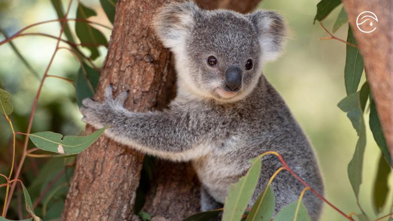 Elyptol's tweet photo. We aren't the only ones who love #Eucalyptus! The healing &amp; medicinal properties of this tree have been known in Australia for centuries.

The oil-covered leaves, once steam distilled, can be used for a wide range of purposes such as natural cleaning and deodorising. #skinhealth https://t.co/Z7iKWRhUCs