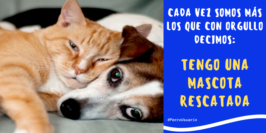 PerroUsuario's tweet photo. Siiii, cada vez somos más... https://t.co/biwVtgKSXS
