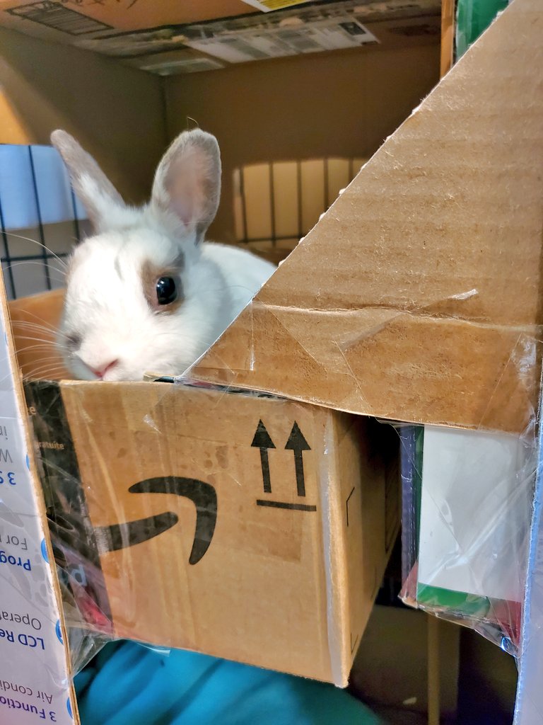 Hancrafted1's tweet photo. I mentioned in an earlier post that I was making weird stuff out of cardboard... Well, here it is! One bunny castle! 🐇🏰

#rabbit #bunny #cardboard #crafting #craftingforpets #cardboardcastle https://t.co/pr6cSVv7oy