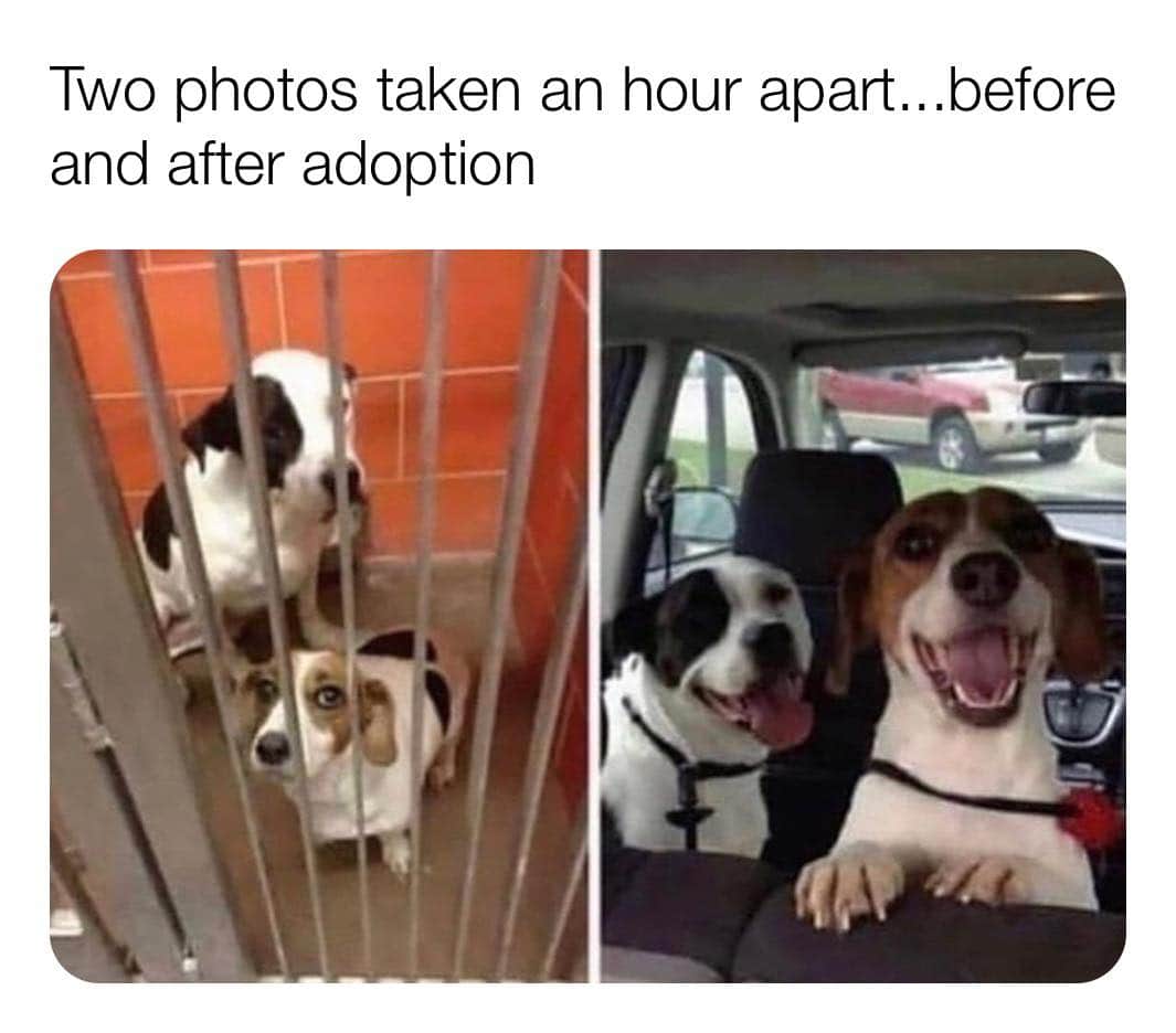 shenaniguckery's tweet image. 