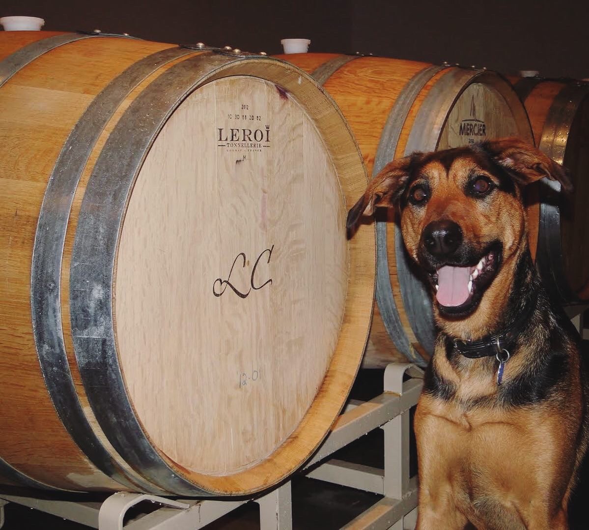 Today our beloved Lariana namesake pup turns 8!🎈 
She arrived the same year we got our concrete egg and started the winery!🥰 #Elsie #LC #LarianaCellars #winerydog