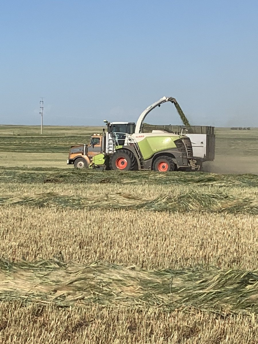 Cow chow being made.