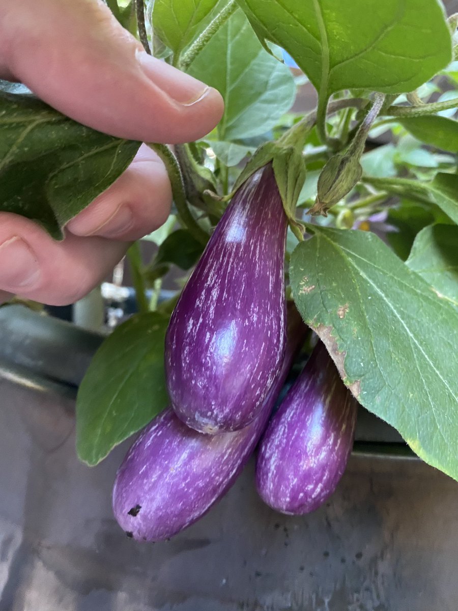 DigitalXDruid's tweet photo. @pinknezu I’m digging my Fairytale eggplant in containers https://t.co/Mr75JMV6G0