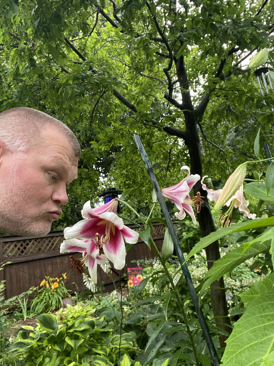 DigitalXDruid's tweet photo. Enjoying the scented “garden room” I created with my lilies over the years https://t.co/jMnv5qTcOD