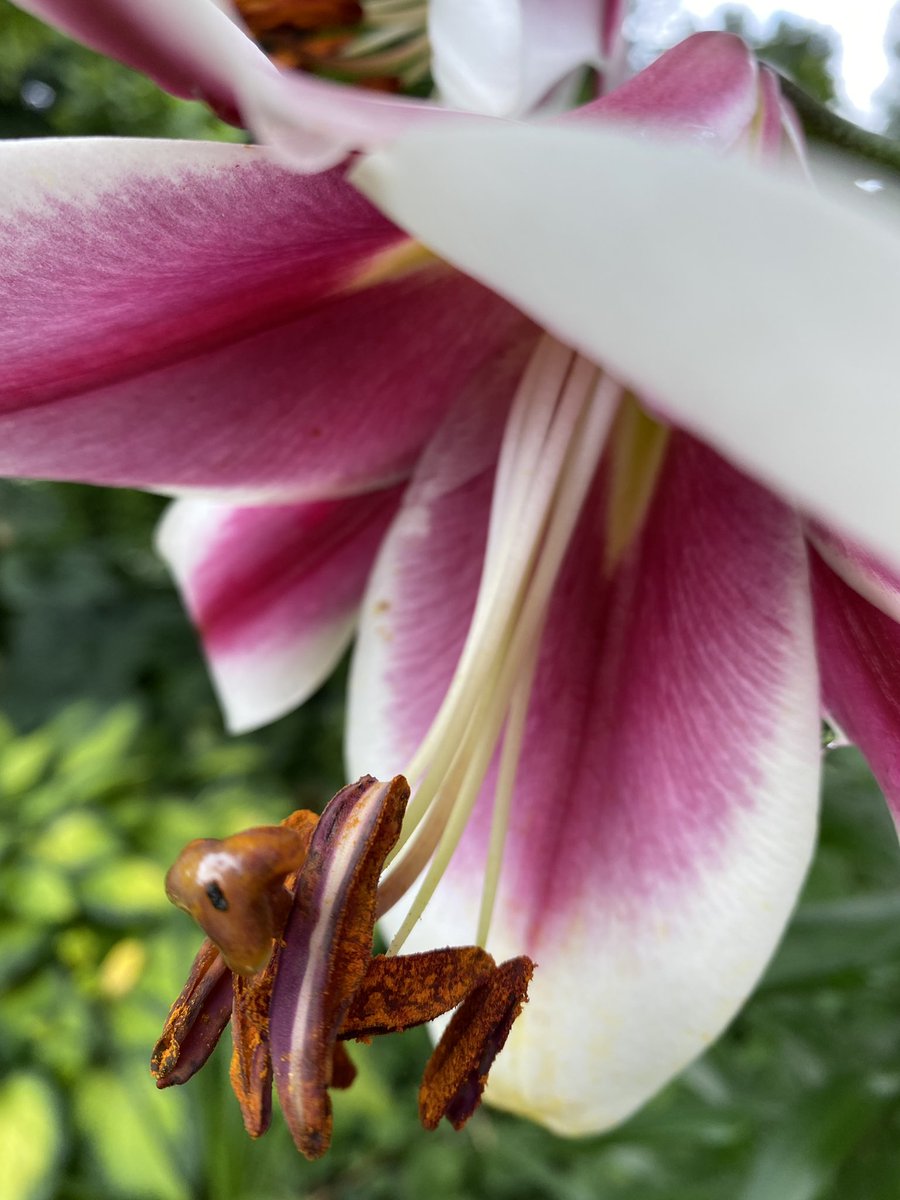 DigitalXDruid's tweet photo. Enjoying the scented “garden room” I created with my lilies over the years https://t.co/jMnv5qTcOD