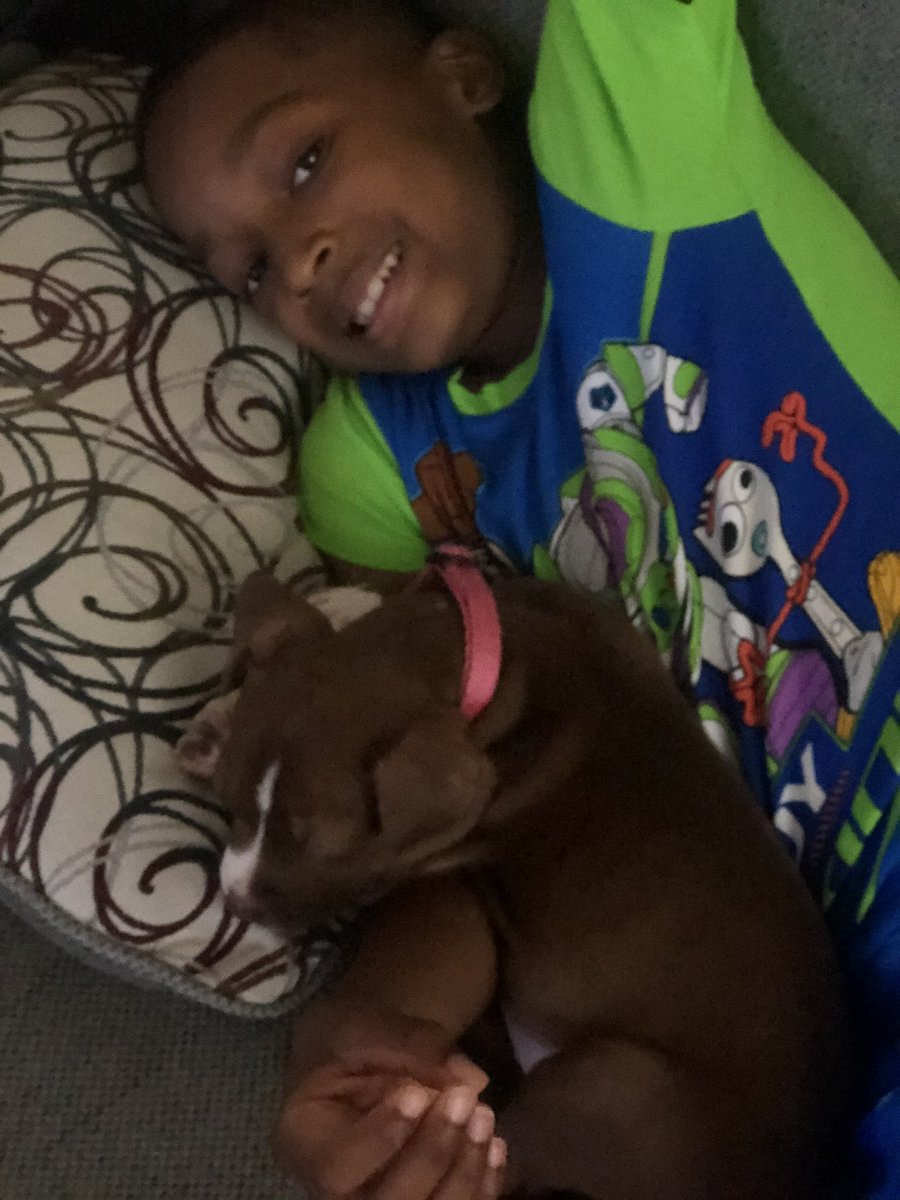 J_Mac1422's tweet photo. Meet our twins, Lola and Loki 💙💗 #HalfRed #HalfBlue #Pits https://t.co/oOrM8AkrDX