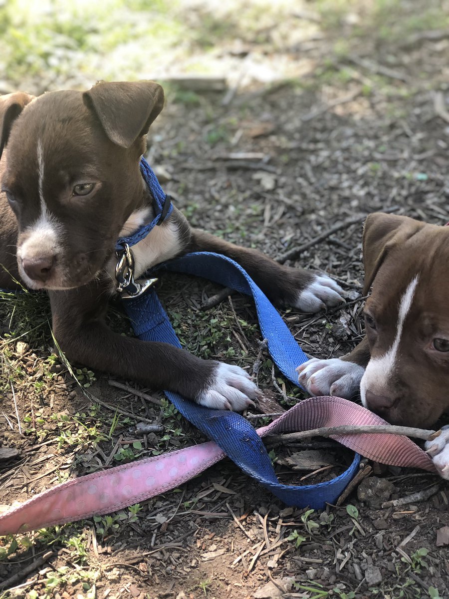 J_Mac1422's tweet photo. Meet our twins, Lola and Loki 💙💗 #HalfRed #HalfBlue #Pits https://t.co/oOrM8AkrDX