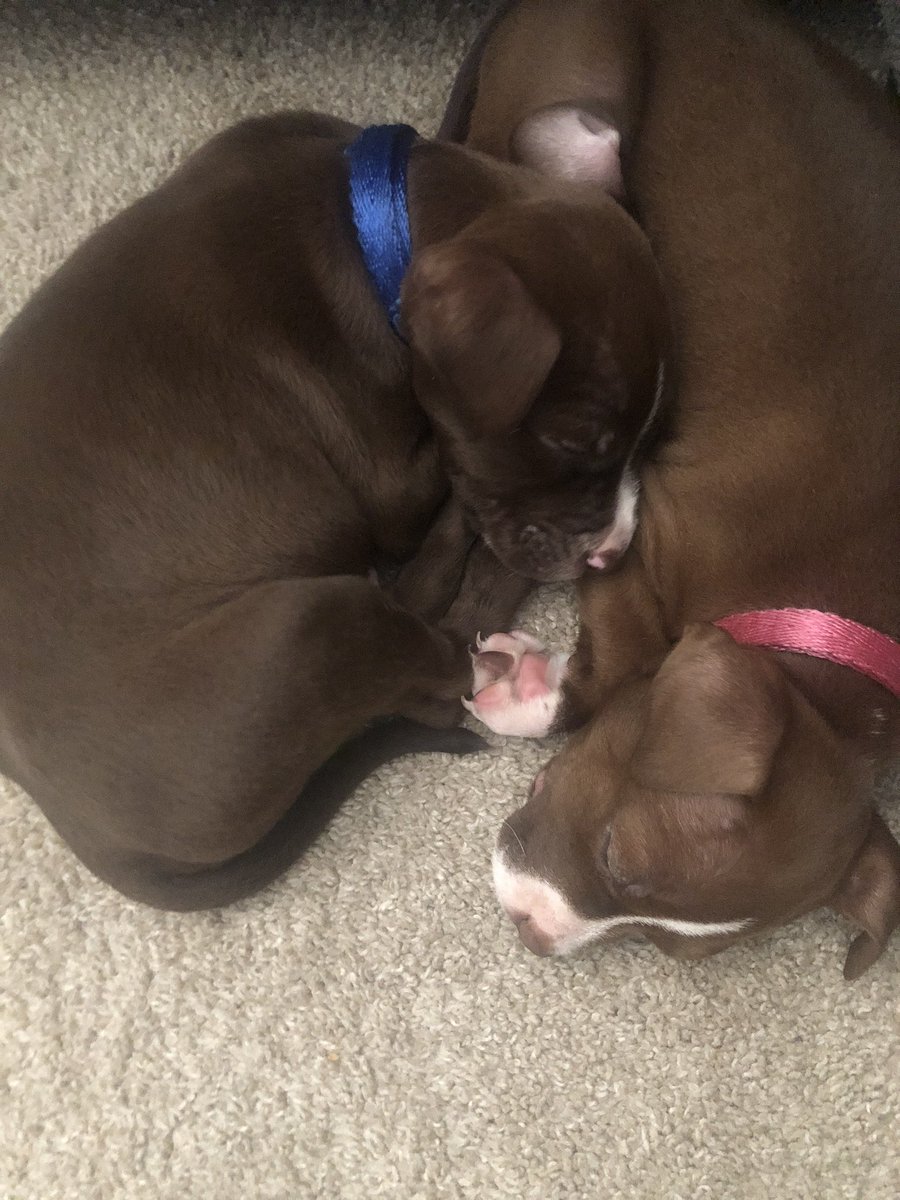 J_Mac1422's tweet photo. Meet our twins, Lola and Loki 💙💗 #HalfRed #HalfBlue #Pits https://t.co/oOrM8AkrDX