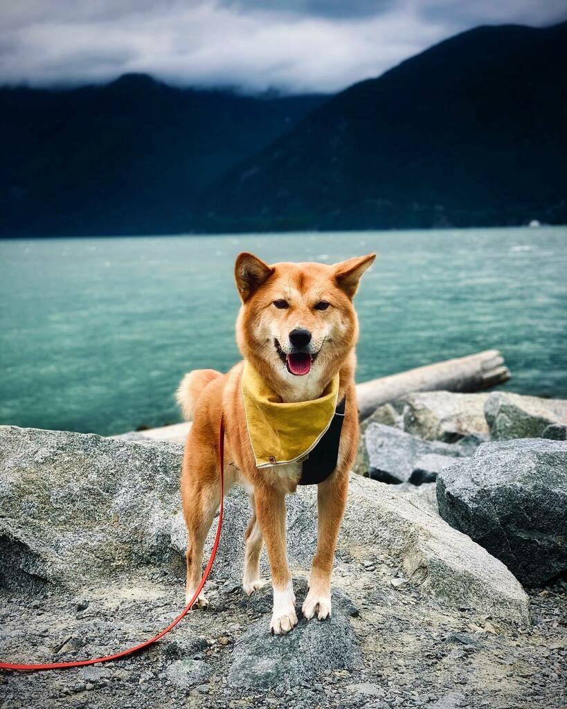 markus_mcgruff's tweet photo. And when you smile, all is right in my world. ❤️
...
This is my entry for the @littohowler Adventure Rep Search. #LHRepSearch2020
#happiestoutside #adventuresoul #exploringwithdogs #dogsoftwitter #dogs #pnw https://t.co/8RlVucnxqB