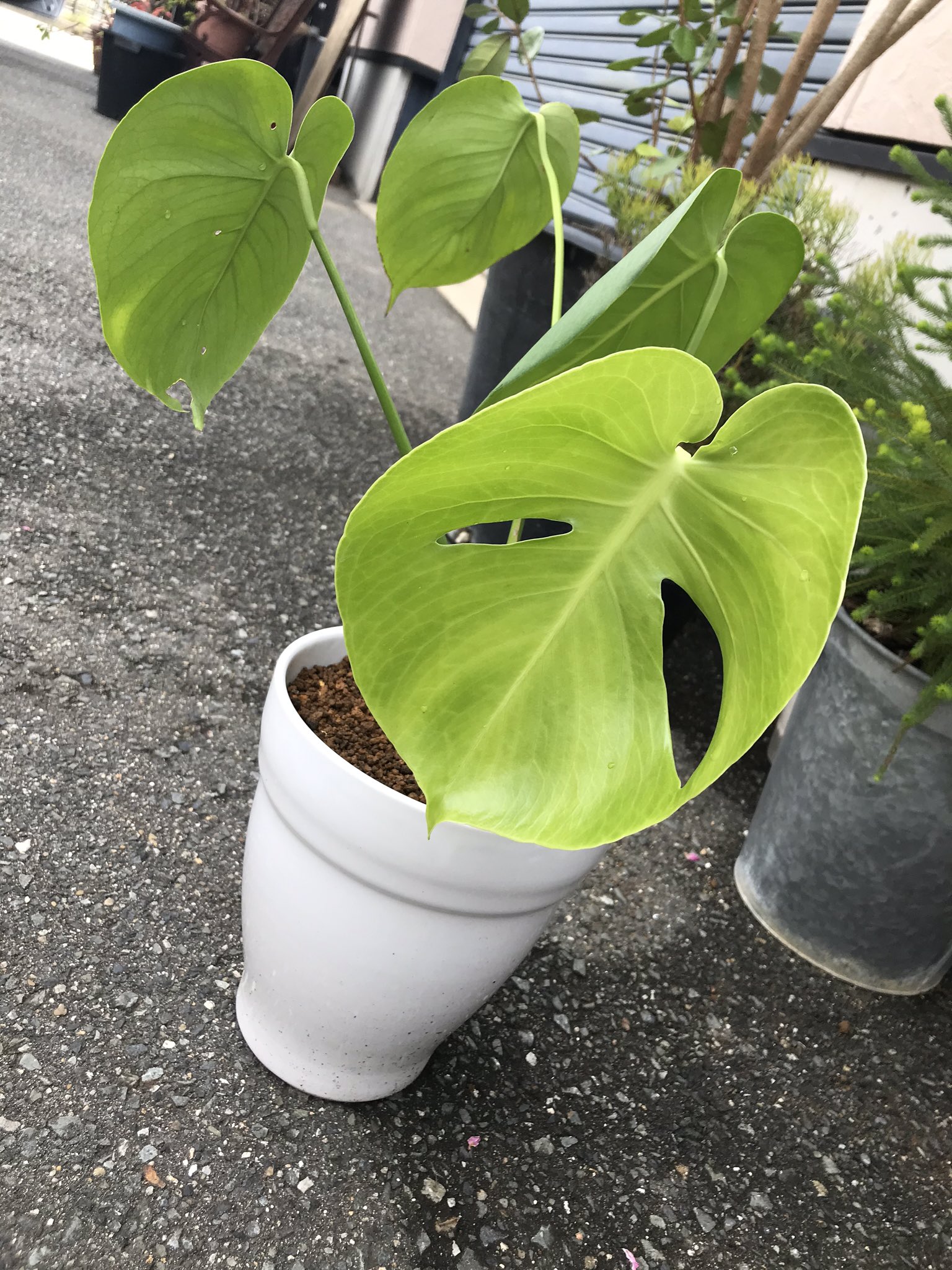 Tweets With Replies By 植木屋塩見 Uekiya403 Twitter