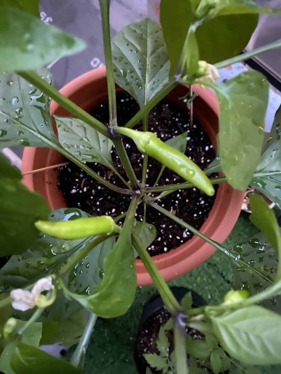 4thFloorFlora's tweet photo. And we’ve got pepper! My first veggie to appear in the #balconygarden. #ediblegardening #pepperplant. https://t.co/aorDLhVszj