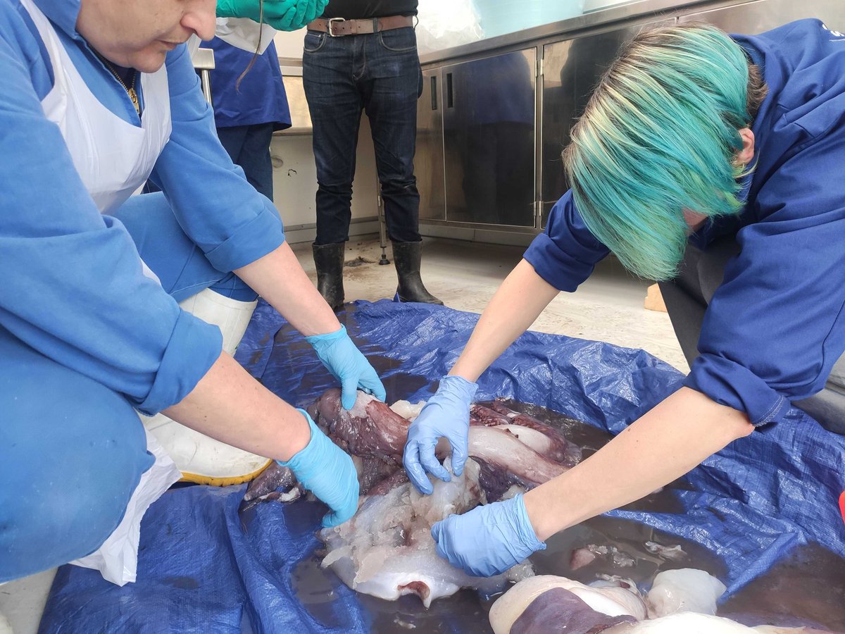 The head of the T. fimbria (previously identified as a Taningia) being removed. Can you see the pool of ink? The ink sac ruptured when the specimen was being rolled over.