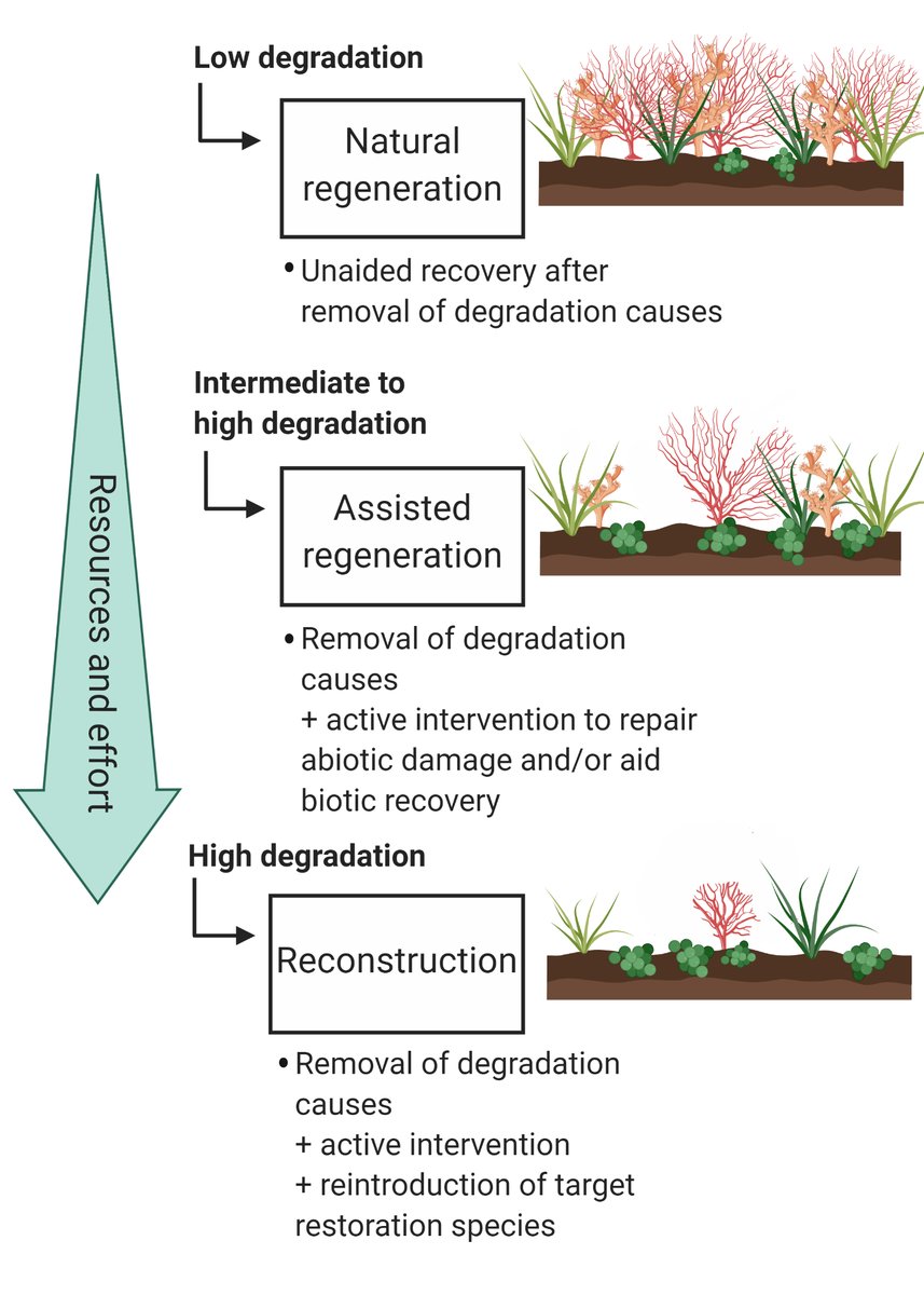 Restoration seems like a huge, big, massive thing, and it can be. But there are 3 main types of restoration, depending on how badly damged the area is, and all require different effort. These three types are taken from the Society for Ecological Restoration (SER) framework. 5/7