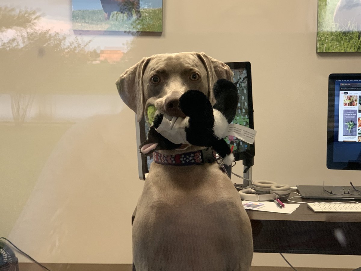 MelissaBurnett4's tweet photo. Greta watching my zoom for me while I get a breath of fresh air! #Virtualanimalscience2020 https://t.co/mXl0YEiALo