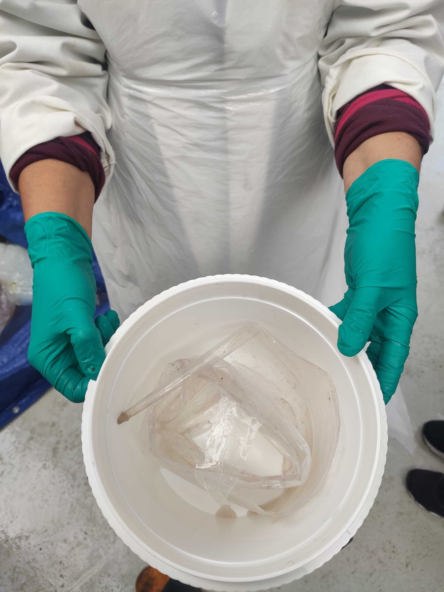 This is the gladius which dictates the mantle length. It has a chitinous structure (a derivative of glucose) that runs the length of squid  https://en.wikipedia.org/wiki/Gladius_(cephalopod)