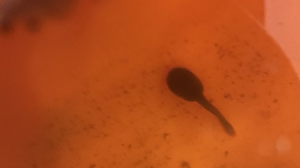 With some difficulty I managed to snap a shot of one of the tadpoles. As you can see they are not terribly charismatic, although I suppose I wouldn’t be either if I had to spend my first 24 hours of existence piggybacking for dear life on my dad