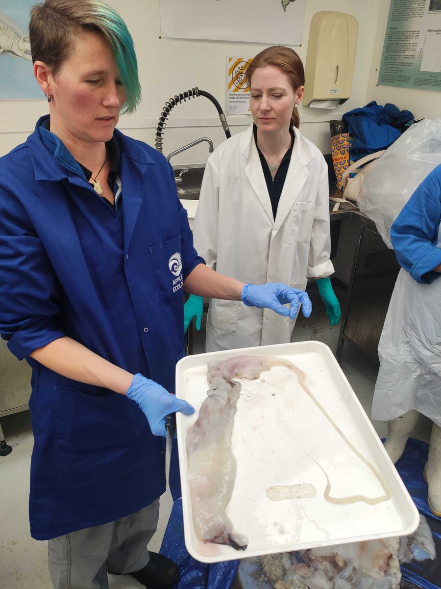 There was no last meal for this giant squid. The esophagus, stomach and stomach cecum have been extracted to check for stomach contents, but it appears empty.