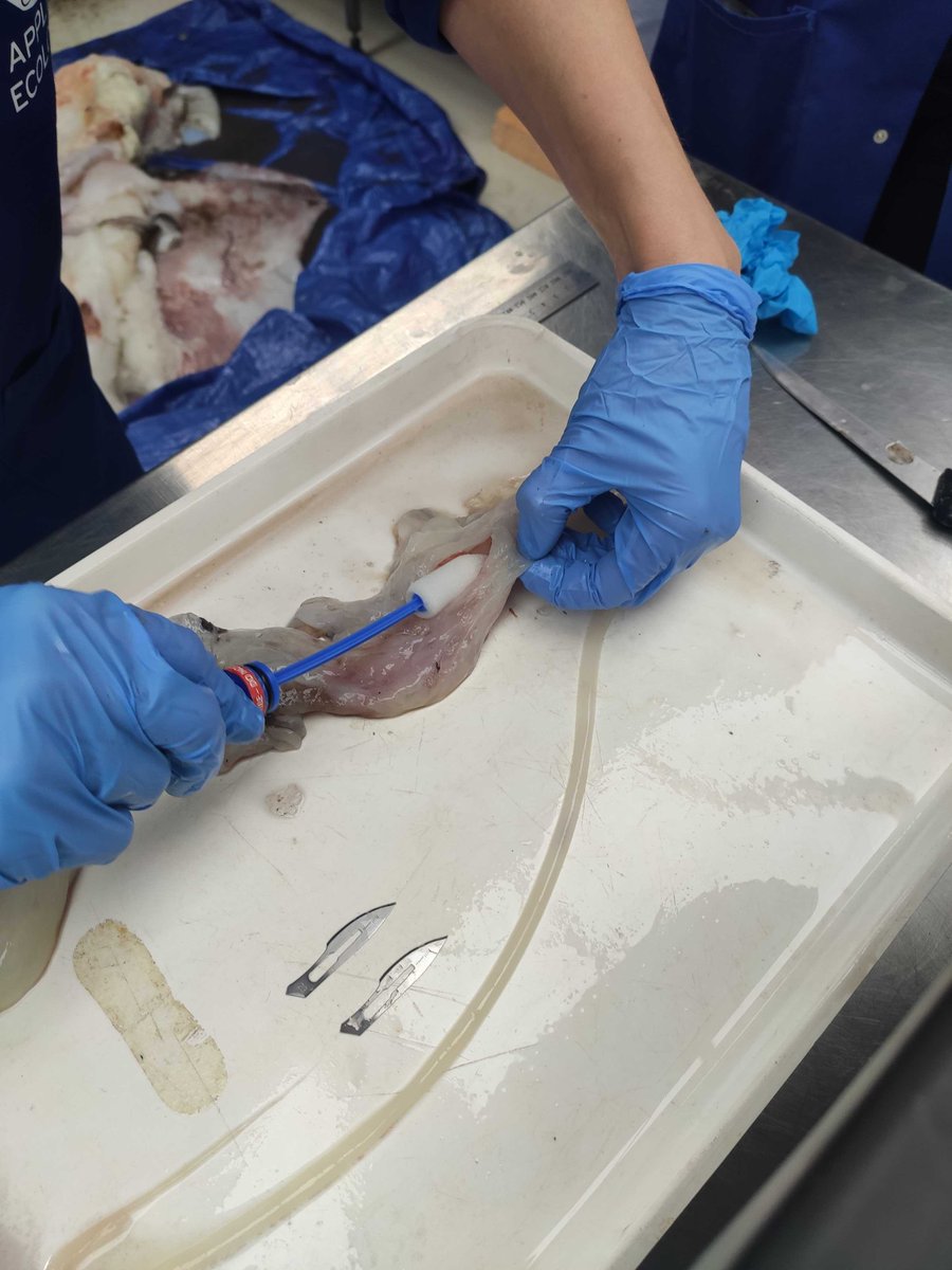 There was no last meal for this giant squid. The esophagus, stomach and stomach cecum have been extracted to check for stomach contents, but it appears empty.