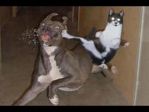 Meow Moe on Twitter: Meow Moe on Twitter: