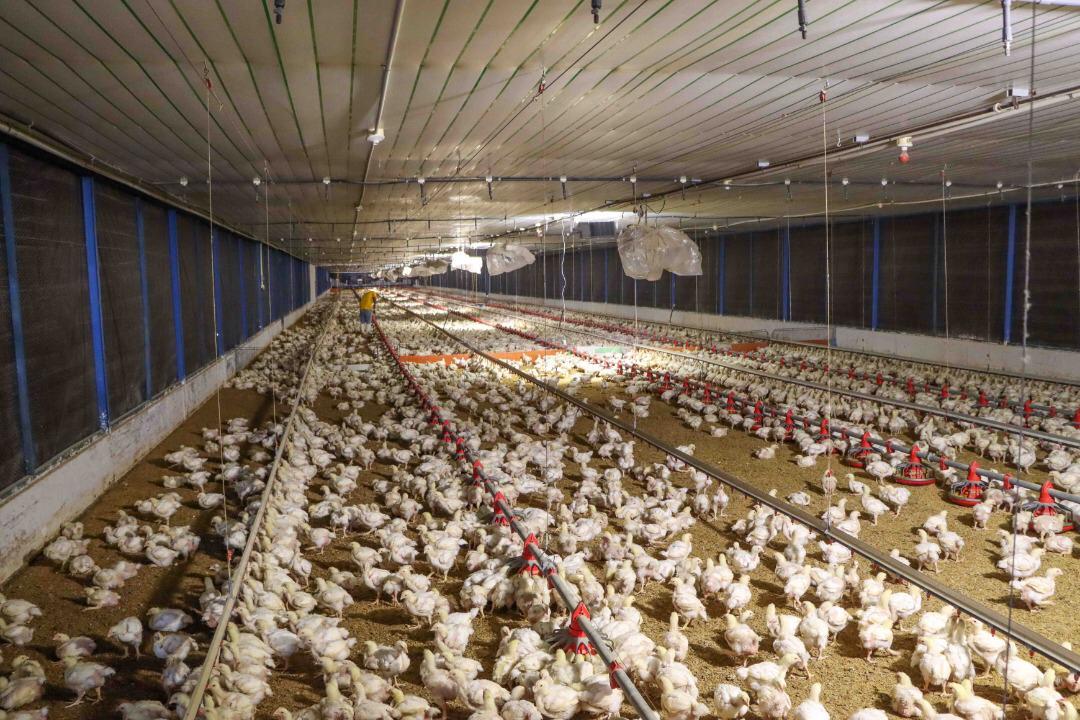 NicolasMaduro's tweet photo. ¡Excelente Jornada Productiva! Inició el relanzamiento progresivo y sostenible de la Gran Misión AgroVenezuela. Son 9 vértices de trabajo que levantan el ánimo y la conciencia productiva del campo venezolano apuntando a un objetivo claro: Producir todo lo que necesita el pueblo. https://t.co/8d8E3tlYa3