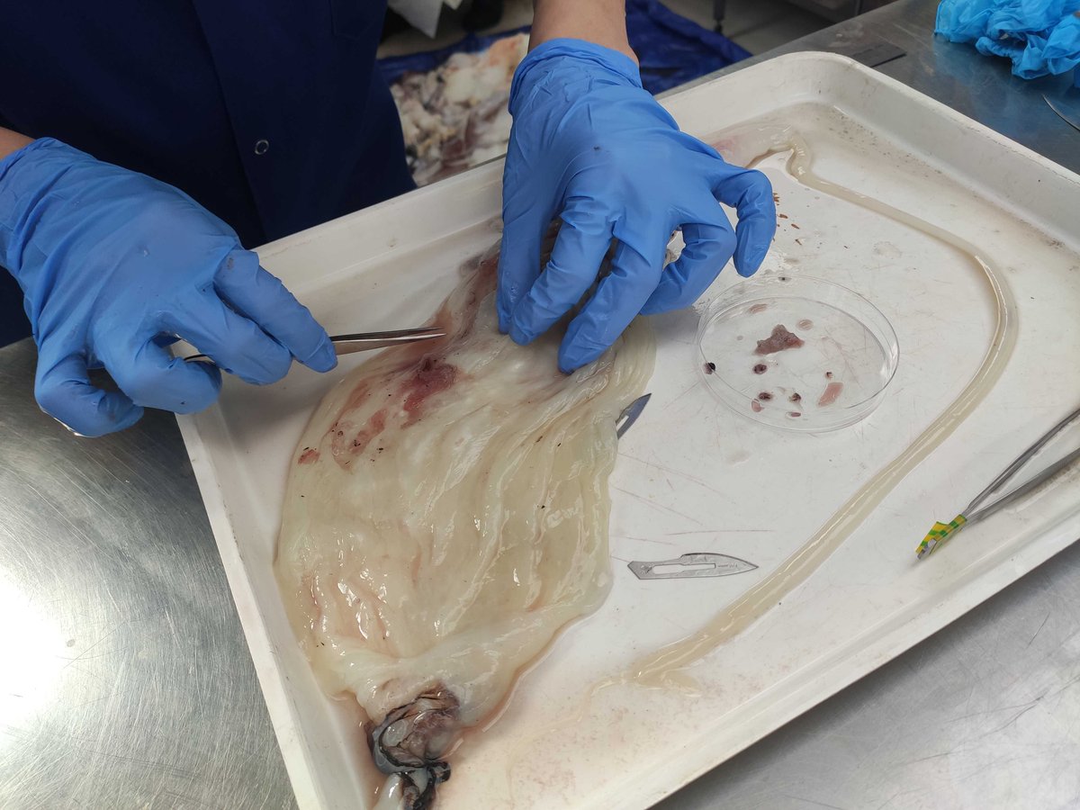 The cecum does includes some clues of activity including possible arm hooks that might indicate that younger specimen were consumed. The stomach is also being closely checked for parasites.