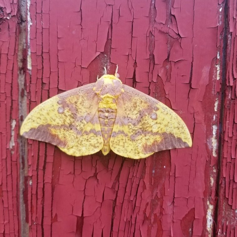 GoSIRC's tweet image. This prettily little thing is called an imperial moth and can grow as large as 4 inches! #WednesdayWisdom #GoSIRC