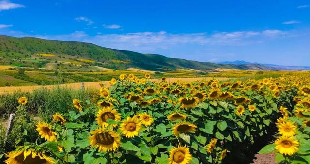 胡杨林na Twitteru 新疆 Xinjiang 向日葵花语 入目 无他人 四下皆是你 有你时你是太阳 我目不转睛 无你时 我低头谁也不见 图片为 巩留县库尔德宁镇阔克塔勒村的万亩向日葵