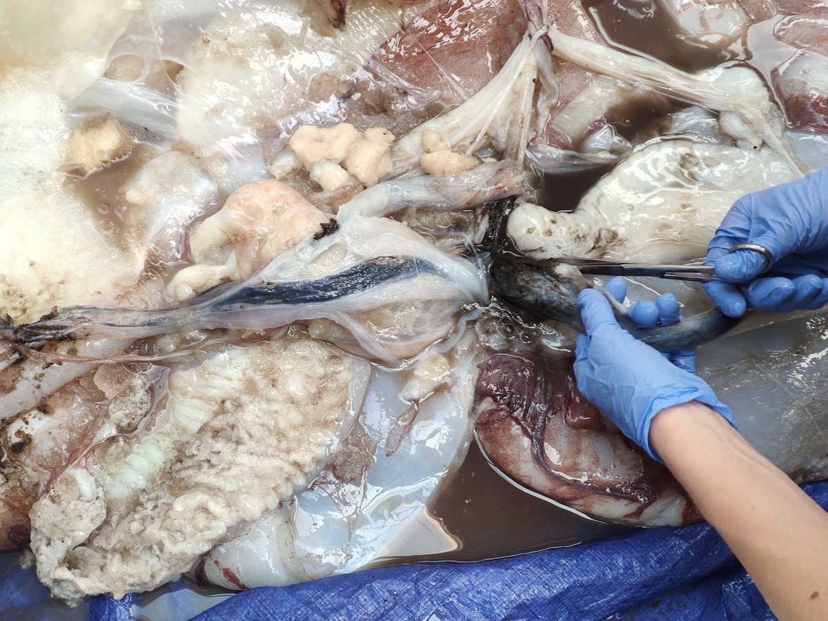 The ink sac is now being removed.Cephalopod Ink sacs are normally understood to be used to confuse predators by shooting out a cloud of dark ink. However, they could also function as part of a process of excretion or detoxification.