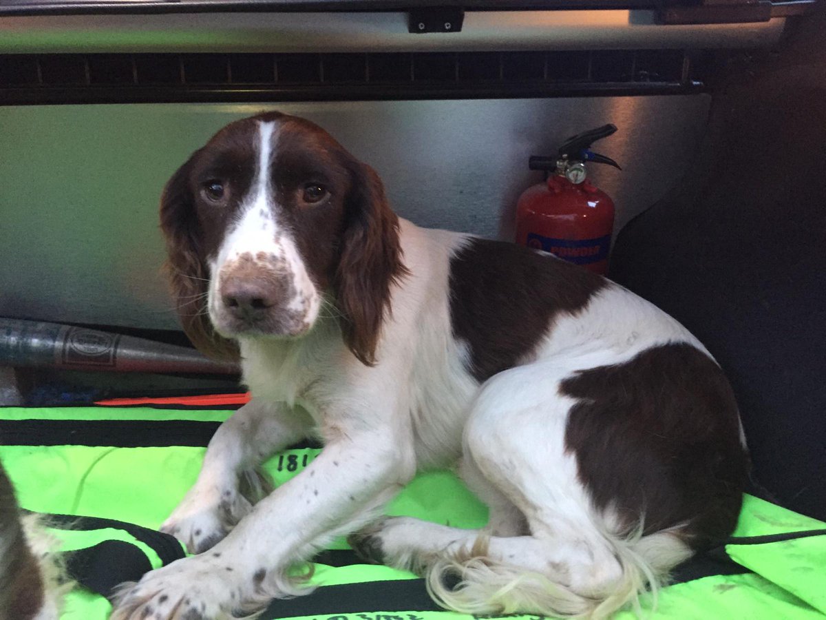 gardainfo's tweet image. We are trying to trace the owner of this little gent who was recovered in Limerick. Call Henry St GS on 061212400

A 2nd dog was also recovered &amp;amp; reunited with its owner in Cork. 
 m.facebook.com/story.php?stor… for the full story &amp;amp; crime prevention advice on how to keep your dog safer