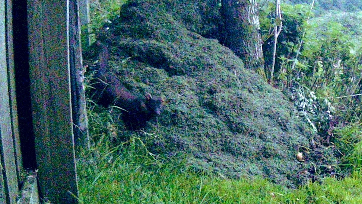 colmpbuggy's tweet photo. @NatureRTE eventually caught this guy on camera. Caught glimpses of it. Pine Marten https://t.co/ll82zfgtIU
