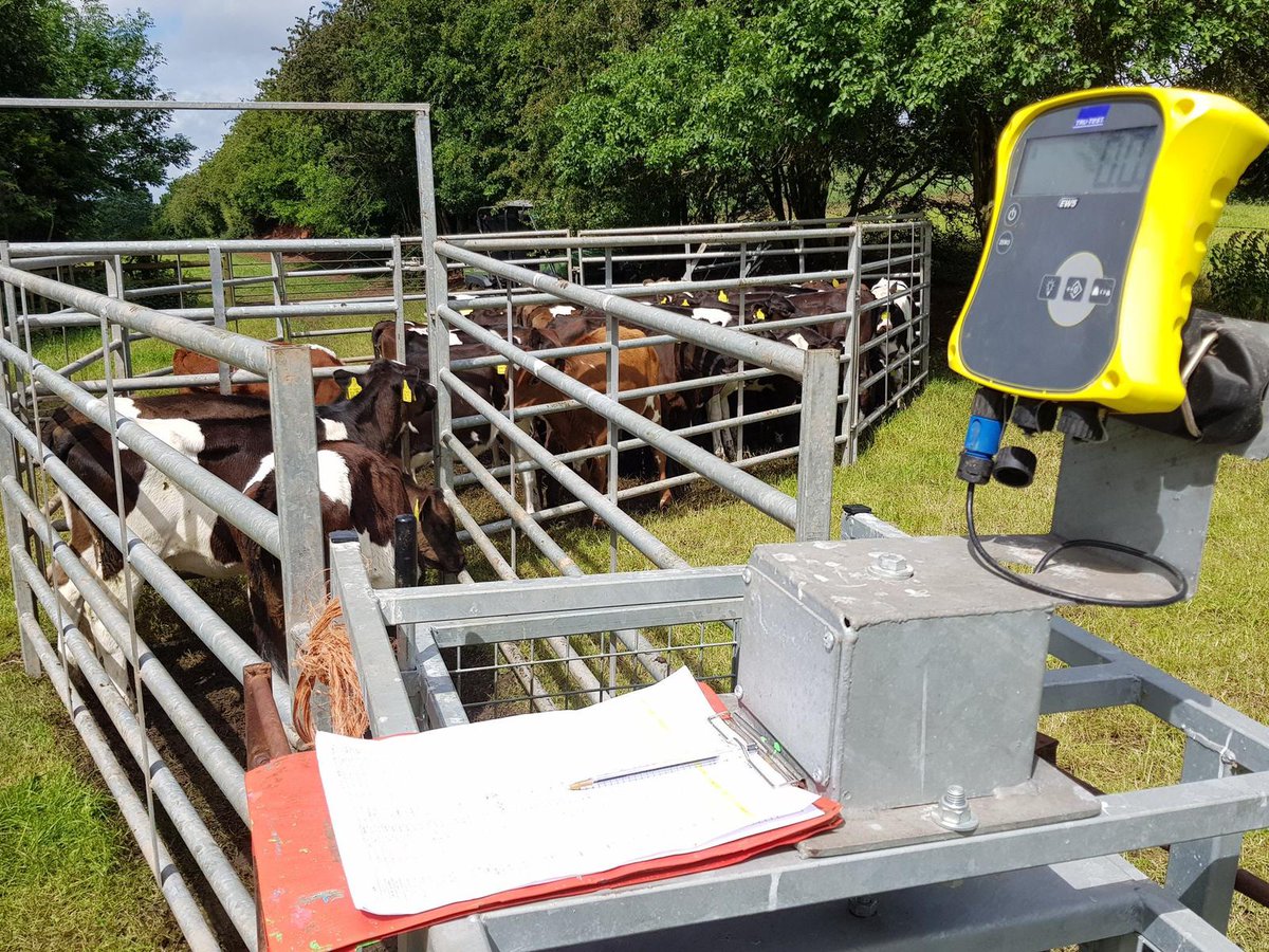 DatamarsEurope's tweet photo. If moving/treating/weighing cattle be careful, setting up & handling! Make sure they're properly restrained. Hook drenchers allow side treatment. Use PPE inc. gloves with pour-on's. Read instructions fully & calibrate. #simcro #njphillips @yellowwelliesuk https://t.co/AXGVkYBS3k