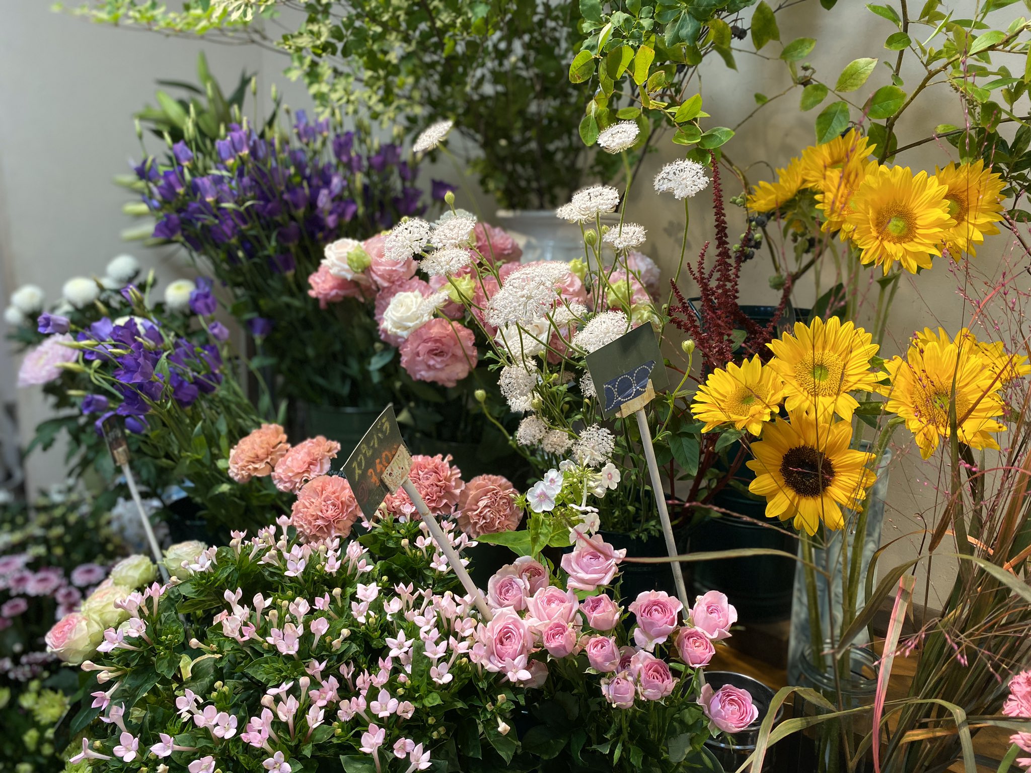 ポケットに愛川 愛川町シティプロモーション 田代の花野で仏花を お店の中のたくさんの植物 癒されました 愛川町 お花屋さん T Co Jbrroy92d2 Twitter