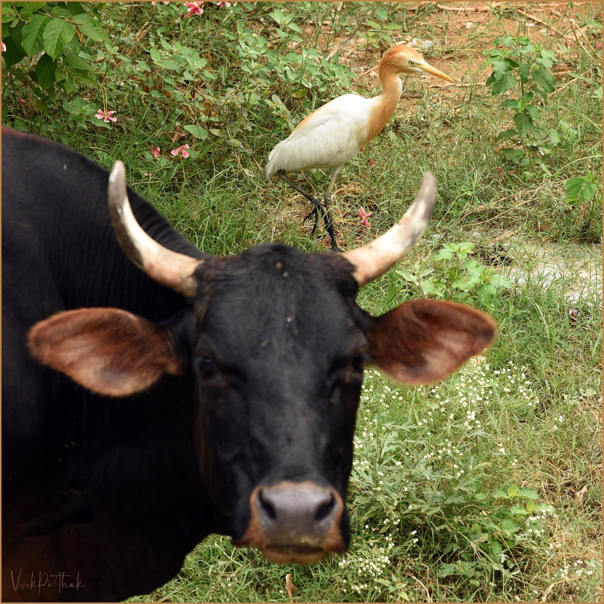 pafcoms's tweet photo. It is cheating when you are ready with pose &amp; bloody photographer clicks for someone else 😡

#COW Vs. #CattleEgret 

#Erget
#NikonPhotography 

#QuarantineAndChill
#QuarantineActivities
#StayHome

#NikonD750 Nikkor 70-200 1:2.8mmE FL ED
#ILoveNikon
#BIRDSTORY #birds #BirdsLife https://t.co/lJpFoReW7u