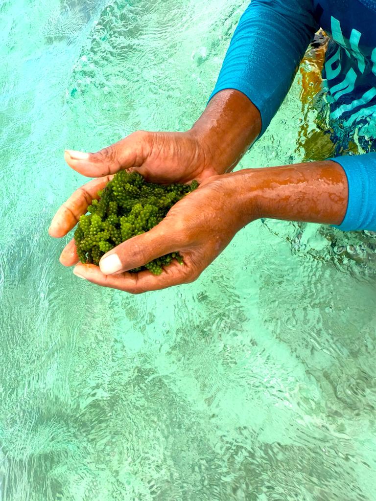 maitvfiji's tweet photo. Catch #SimpsonAtEight tonight as @anislandher discusses findings of research that @WiFN_Fiji conducted which show that women fishers do double the unpaid work as men, before they can go to earn their livelihoods from the sea. #FijiNews #Fiji #Oceans #MaiTVFiji https://t.co/5JVriNEKJA
